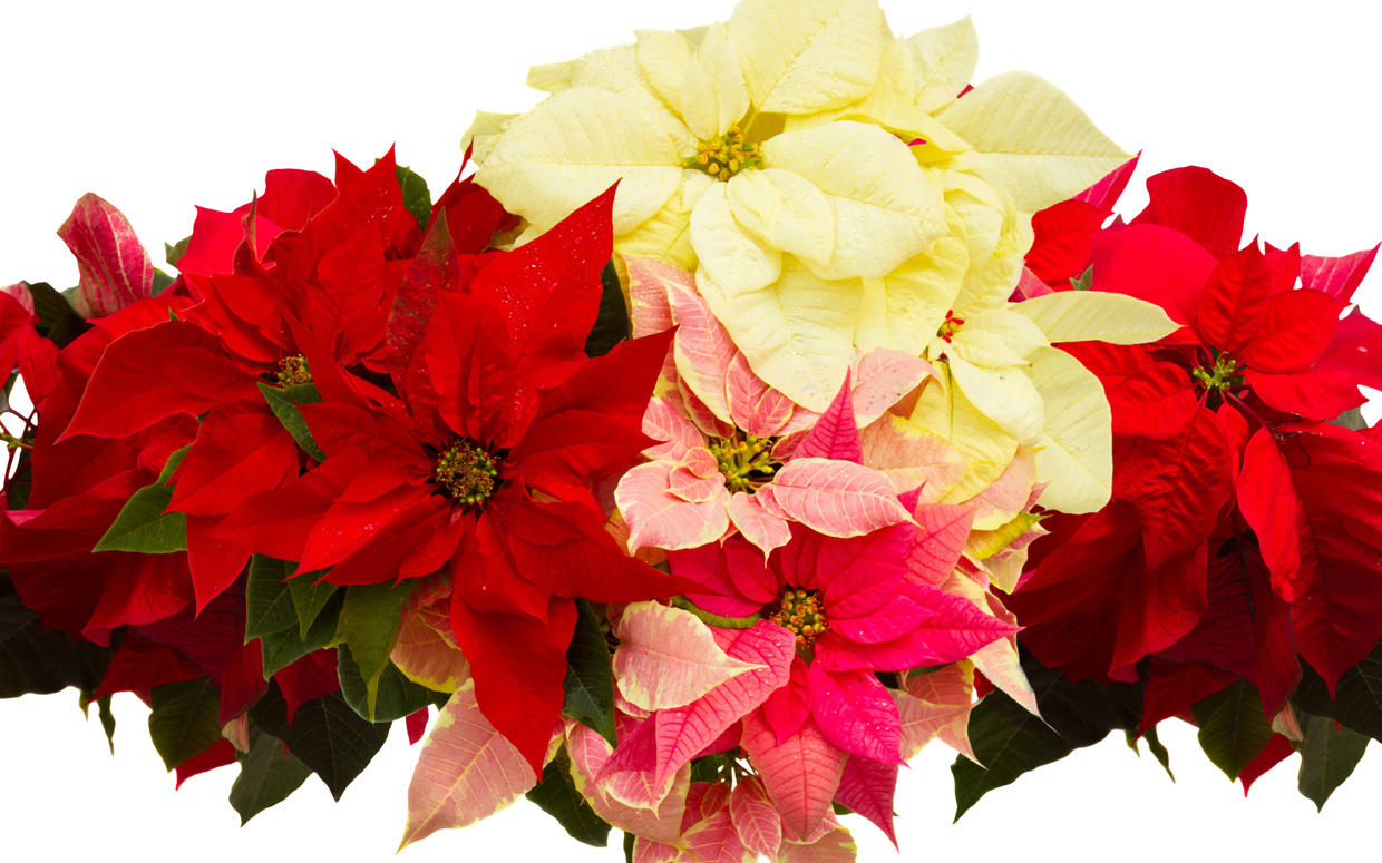 Flor de Pascua