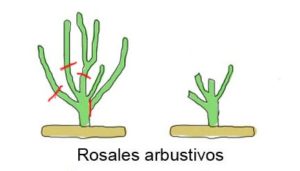 rosales arbustivos