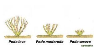poda rosal leve, moderada, severa