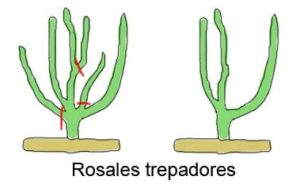 rosales trepadores