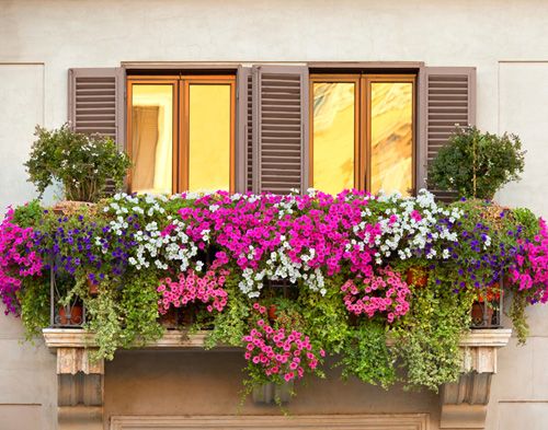 Plantas para terraza