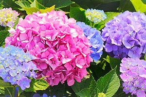 Hortensia