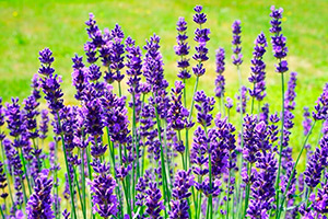 Lavanda