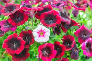 Petunias