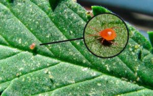 Araña Roja