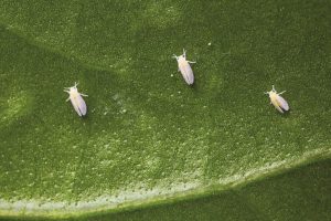Mosca Blanca