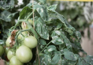 Oidio en tomates