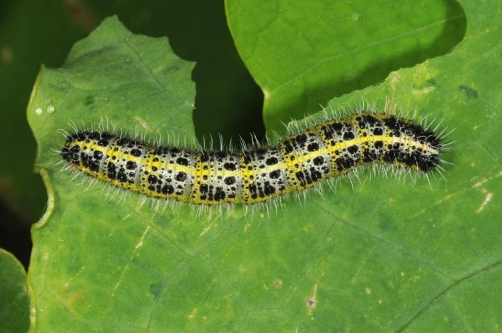 Oruga de la Col