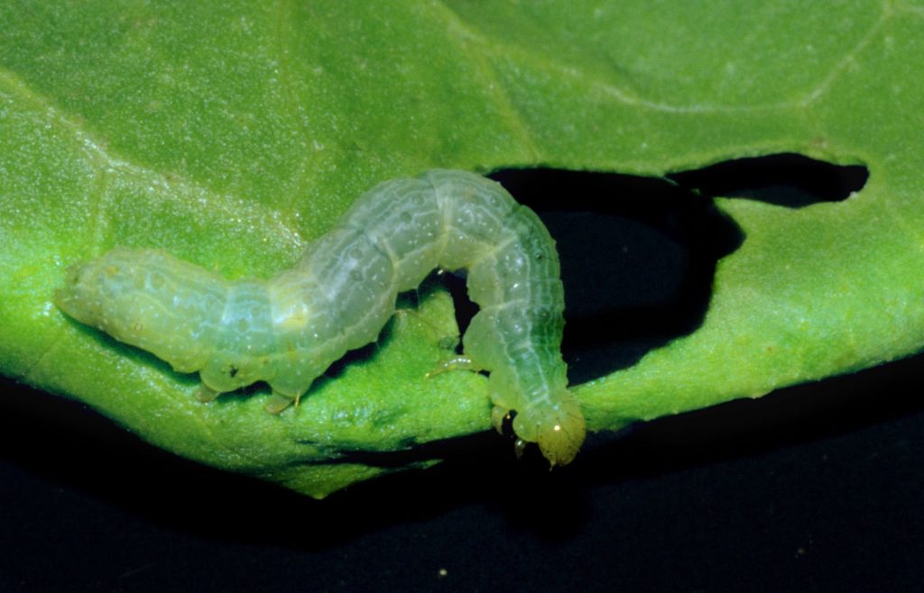 Oruga Plusia