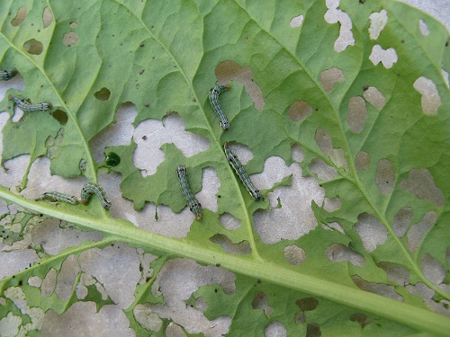presencia de orugas planta