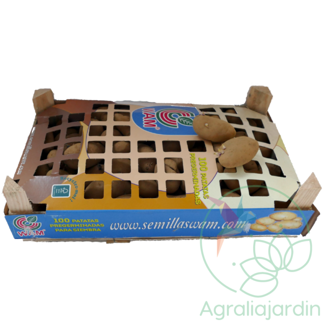 Bandeja 100 patatas KENNEBEC PREgerminadas para siembra