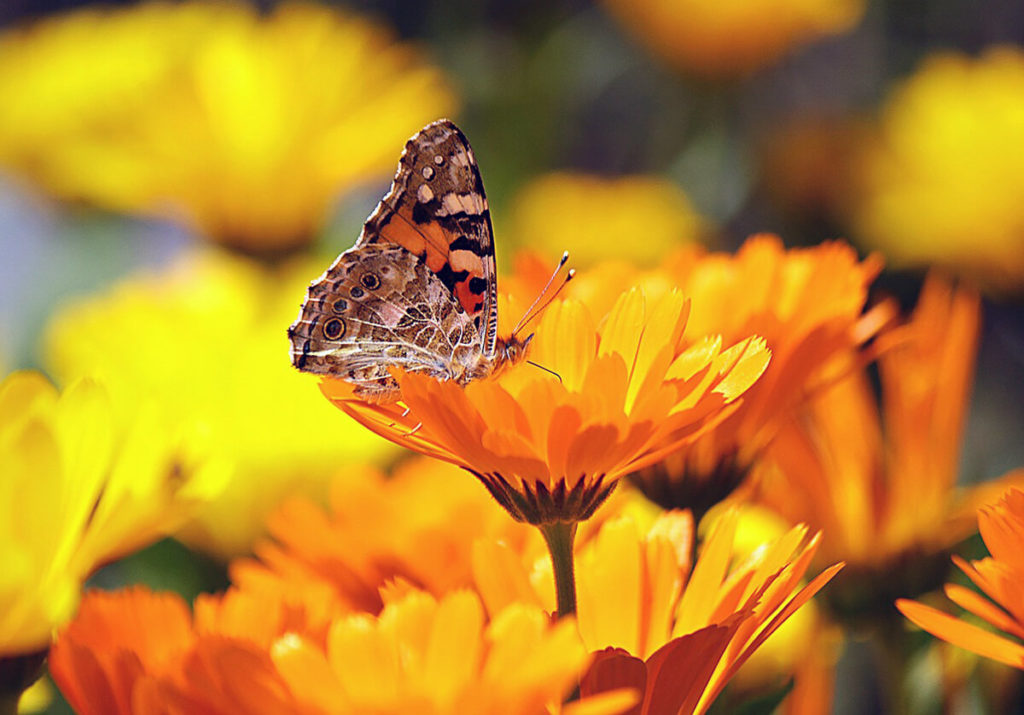 Mariposa en flor