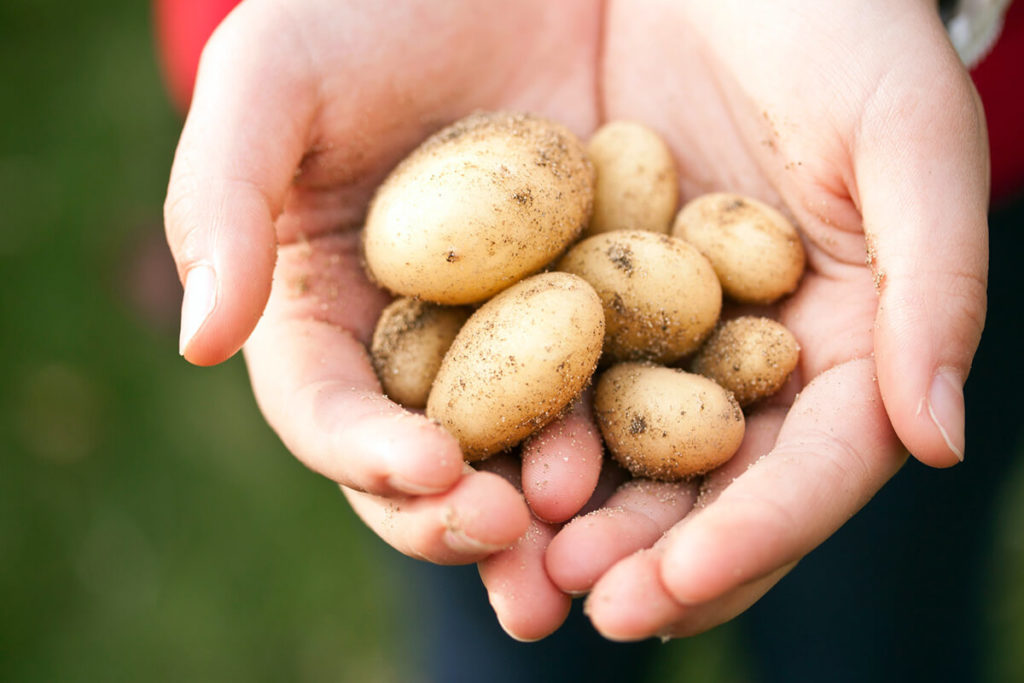 patatas mini