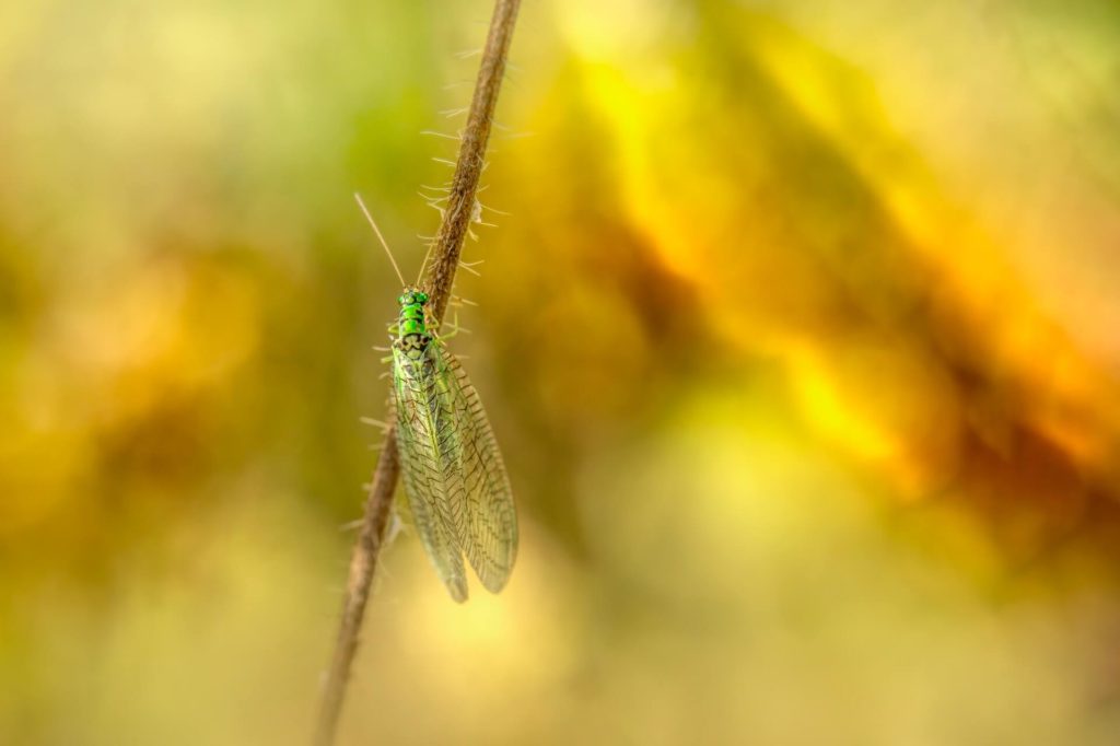 Hotel de insectos