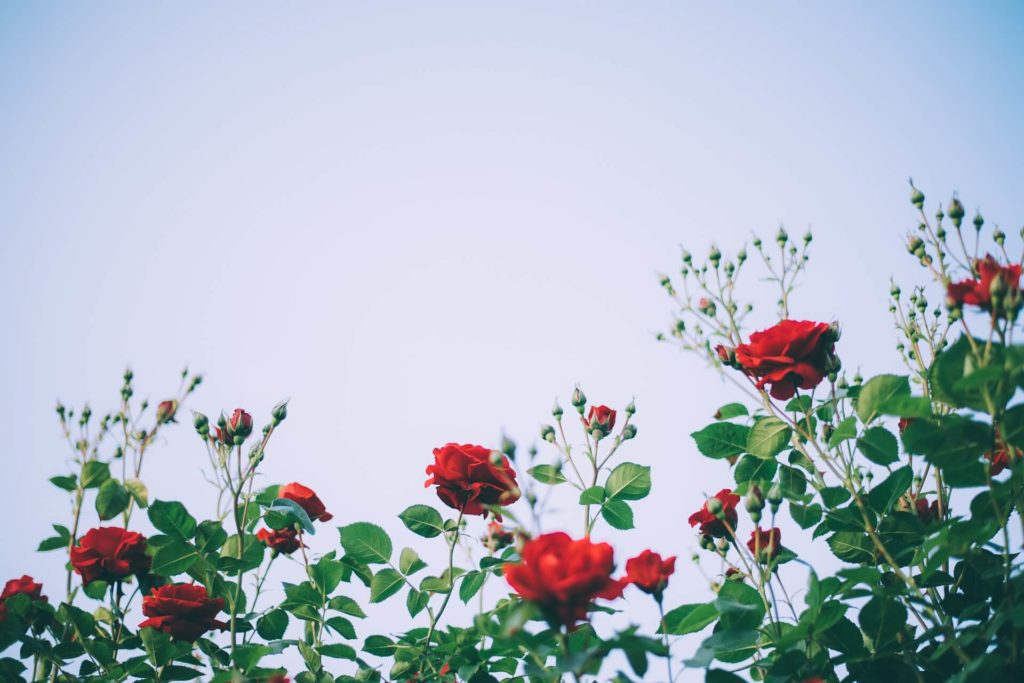 rosas rojas