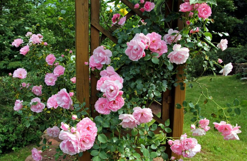 rosas rosas