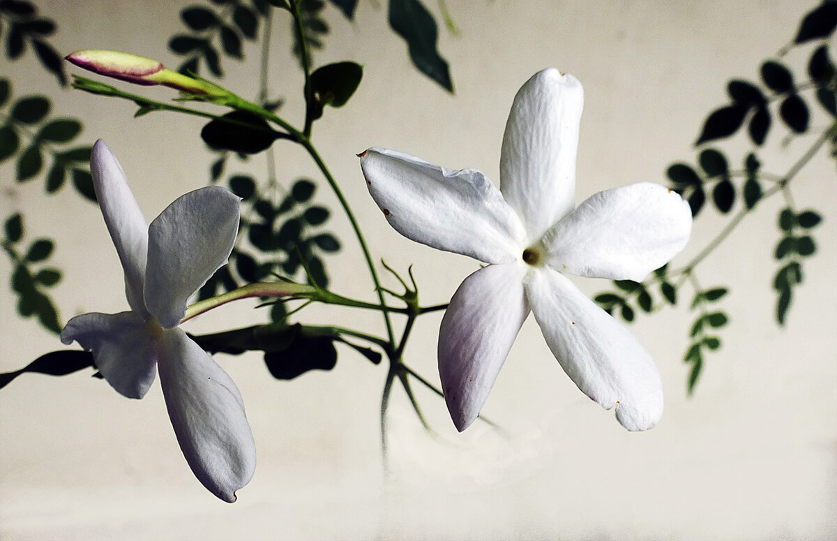 plantas protectoras