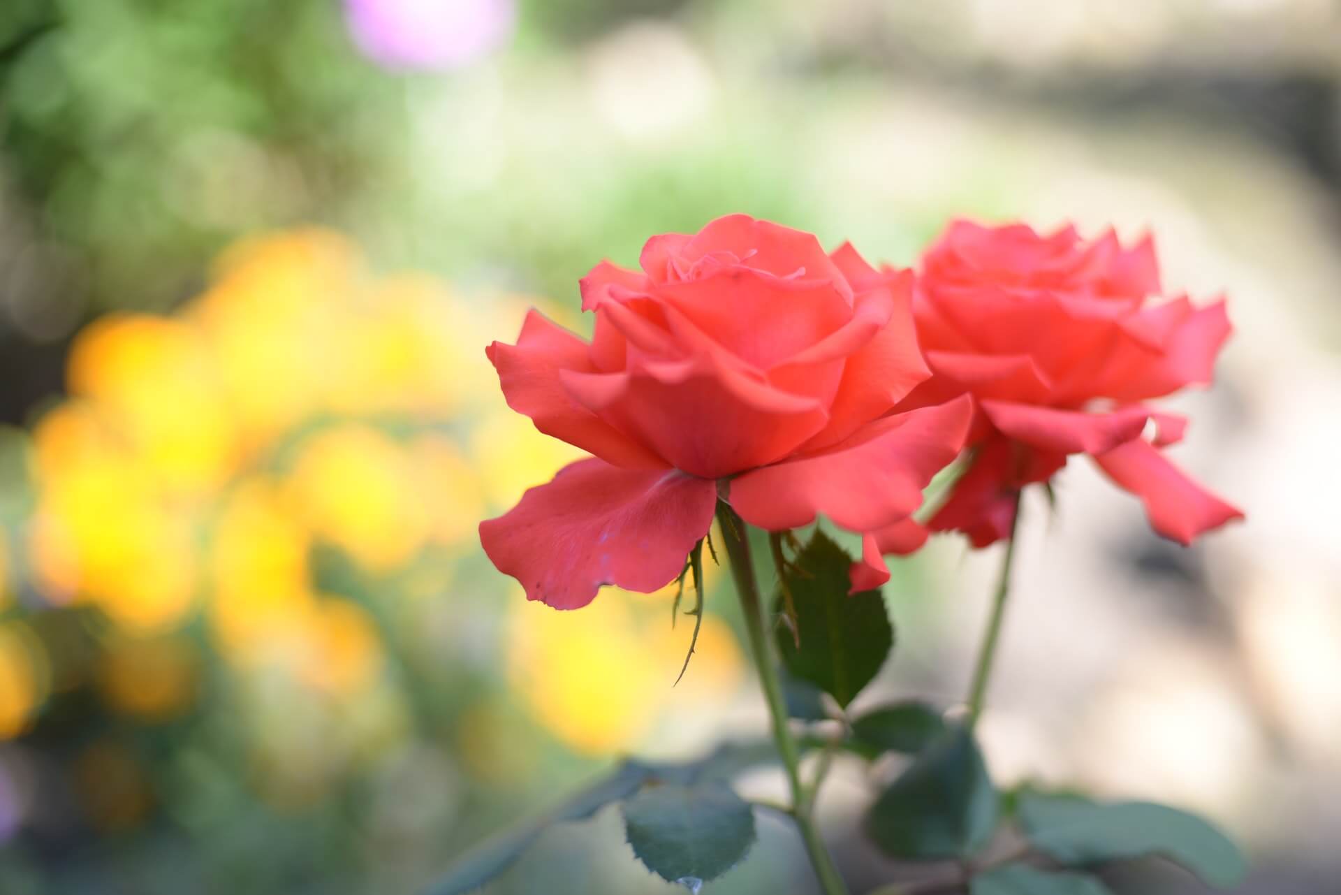 dos rosas rojas