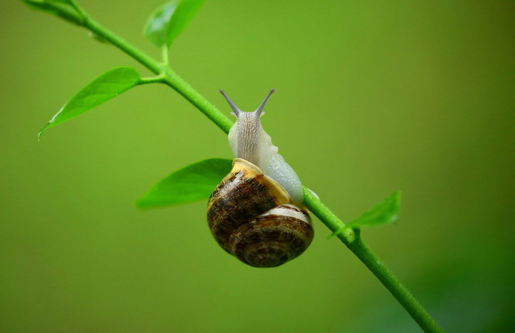 bulbos verano