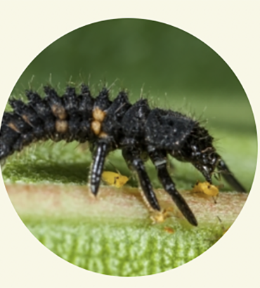 FAUNATUR Adalia Larvas