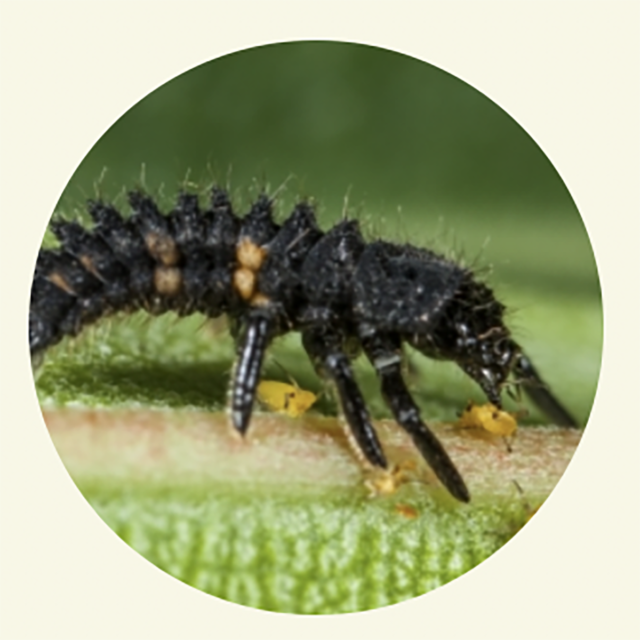 FAUNATUR Adalia Larvas