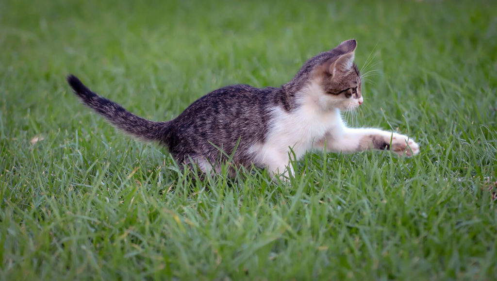 hierba para gatos