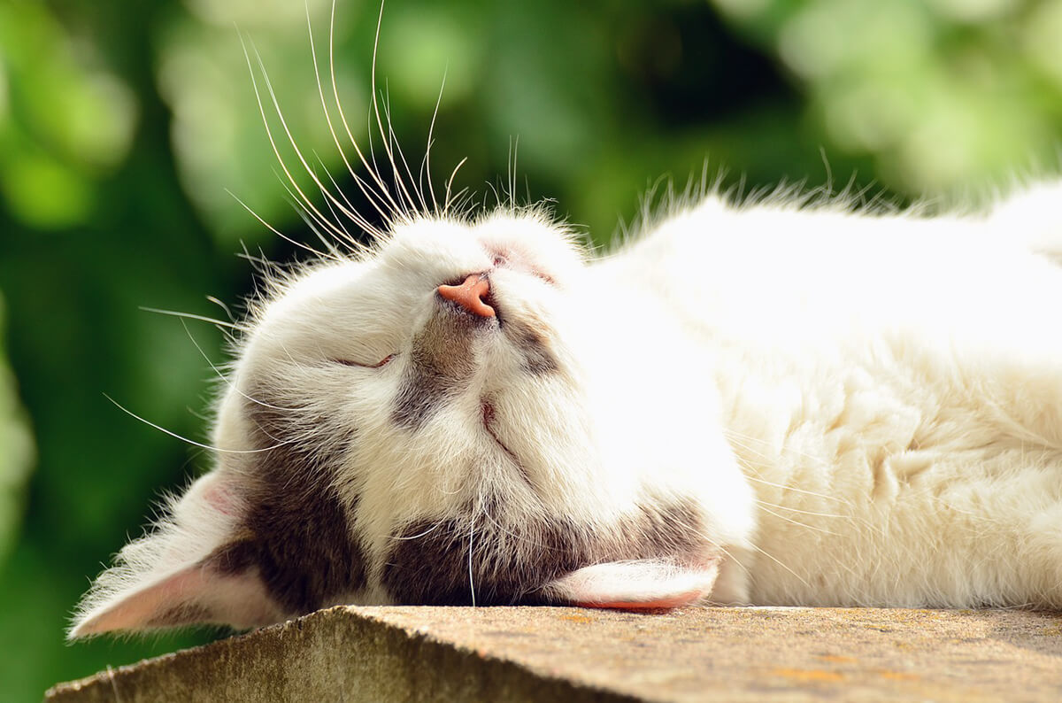 hierba para gatos