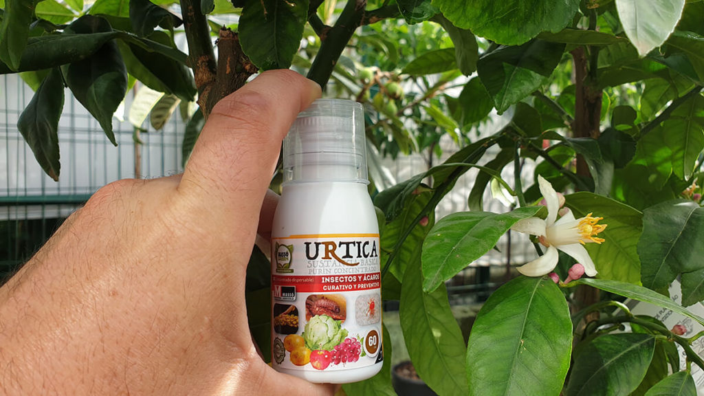 urtica