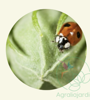 FAUNATUR Adalia Adultos
