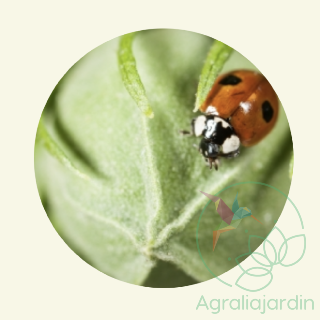 FAUNATUR Adalia Adultos