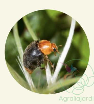 FAUNATUR Cryptolaemus