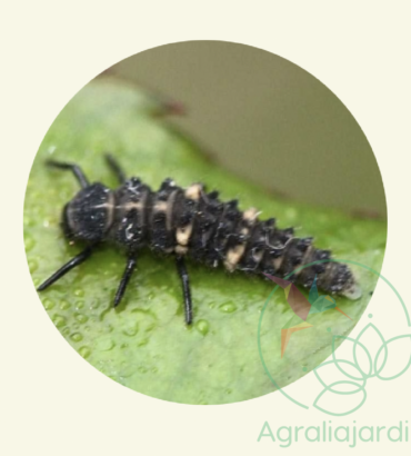FAUNATUR Hippodamia