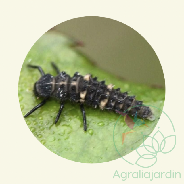 FAUNATUR Hippodamia