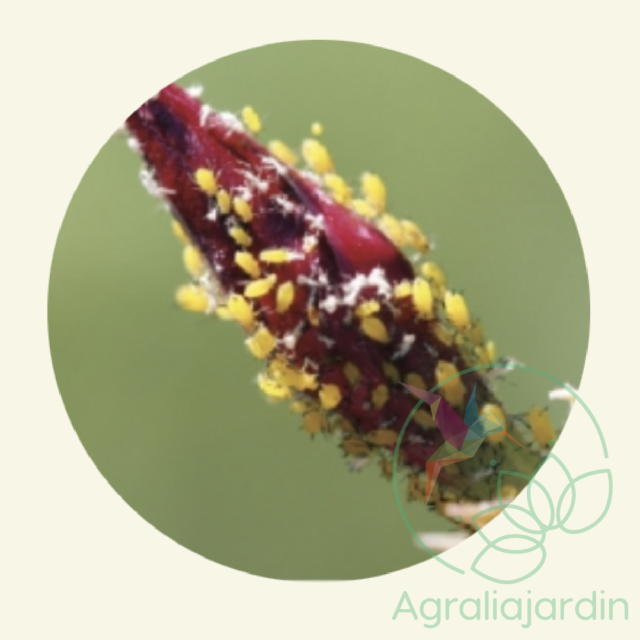 FAUNATUR Hippodamia - Imagen 2