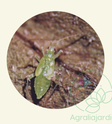 FAUNATUR Macrolophus