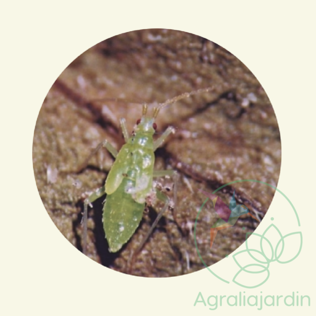 FAUNATUR Macrolophus