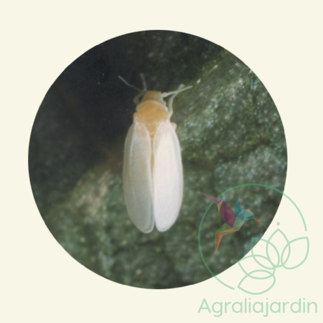 FAUNATUR Macrolophus - Imagen 2