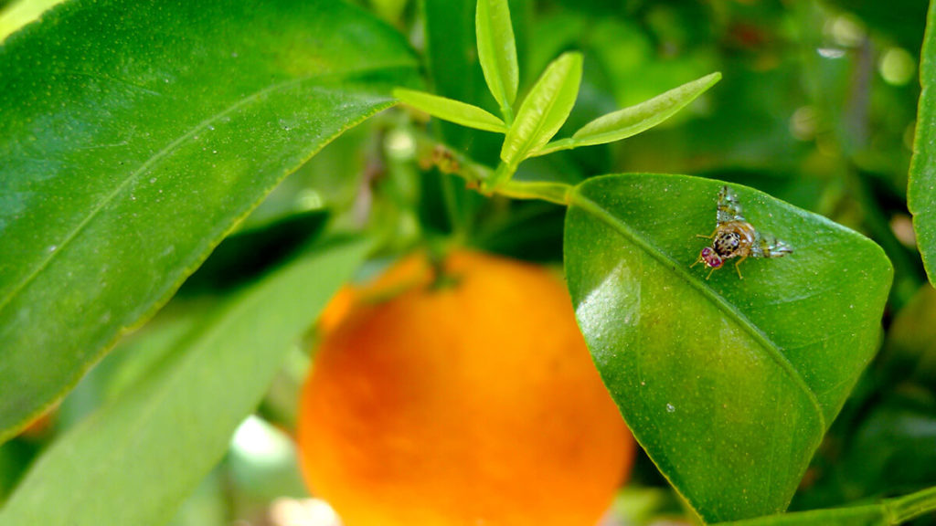 mosca de la fruta