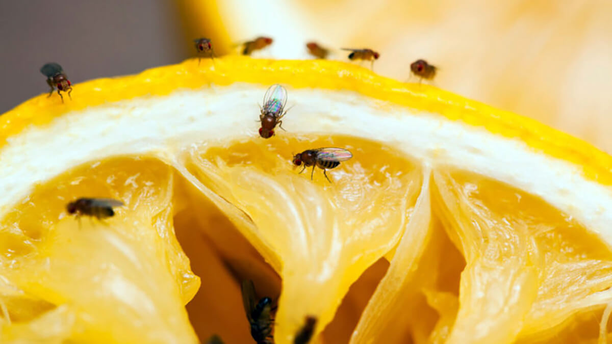 mosca de la fruta