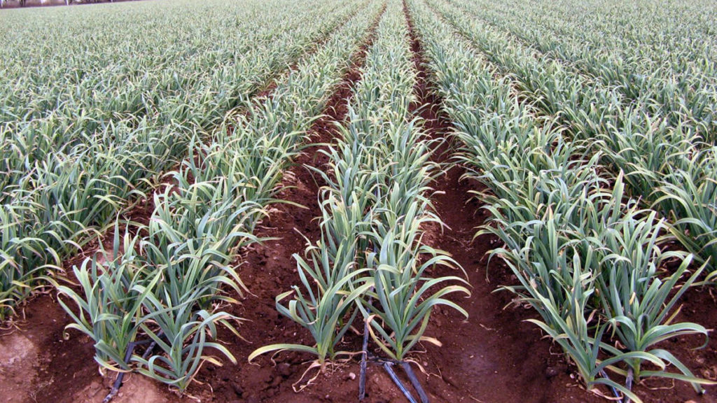 plantación de ajos