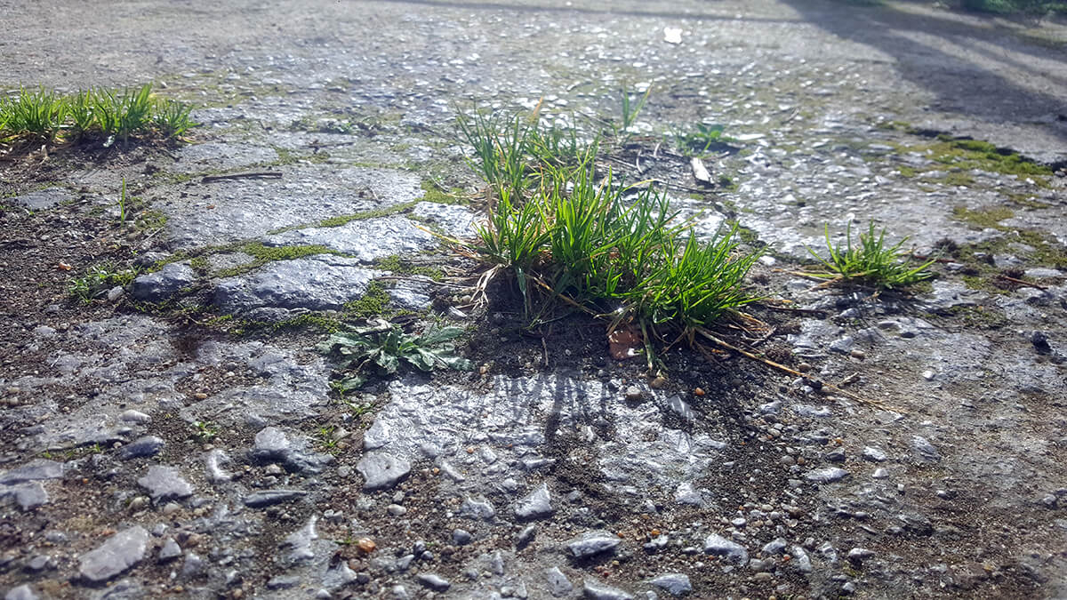Herbicidas naturales
