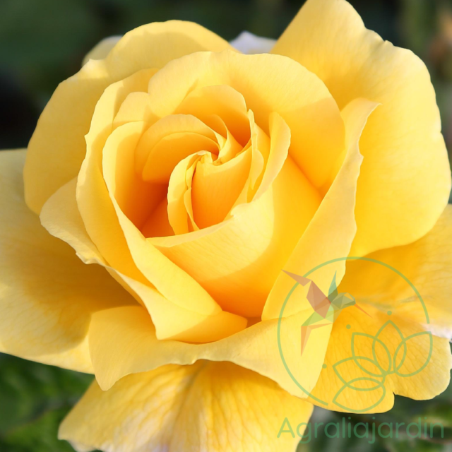 Rosal Meilland Perfumado Michelangelo en maceta de 15 - Imagen 2
