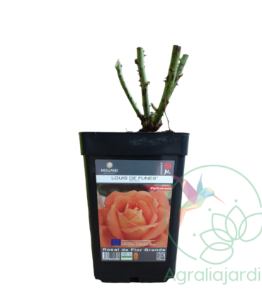 Rosal Meilland Perfumado Louis de Funes en maceta de 15