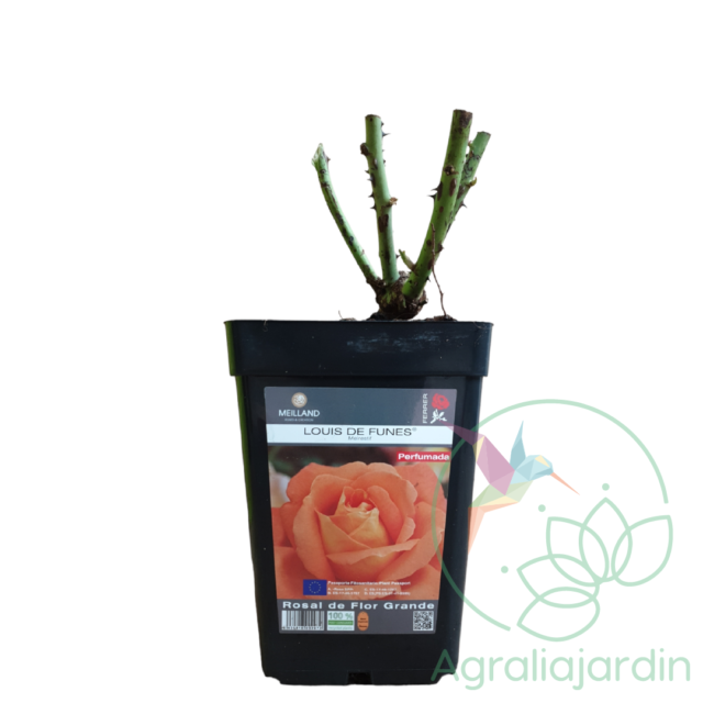 Rosal Meilland Perfumado Louis de Funes en maceta de 15