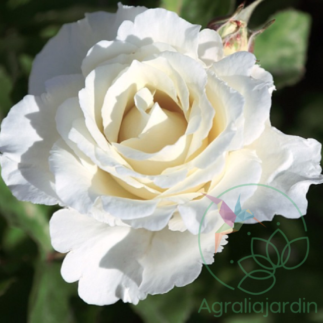 Rosal Meilland Perfumado Alba García en maceta de 15 - Imagen 2