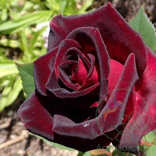 Rosal Meilland Black Baccara en maceta de 15 - Imagen 2