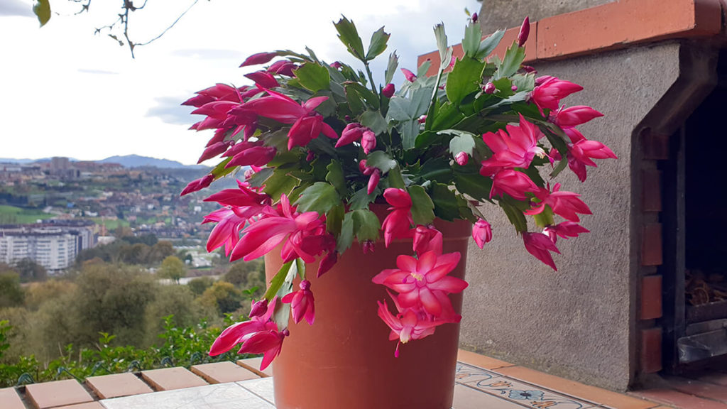 cactus de navidad exterior