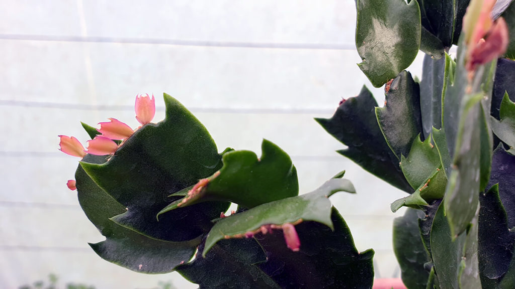 cactus de navidad flores