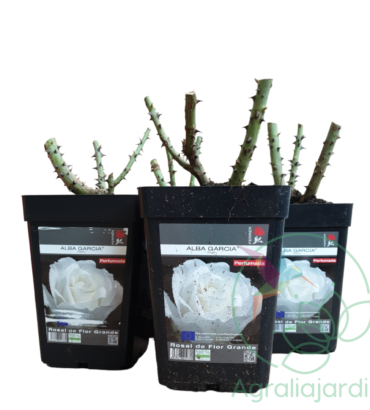 Pack ahorro: 4 rosales Meilland Perfumados Alba García en maceta de 15