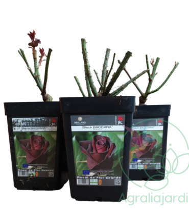 Pack ahorro: 4 rosales Meilland Black Baccara en maceta de 15